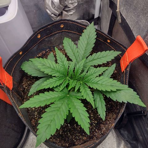 Lemonchello Haze #2 growlog timeline photo