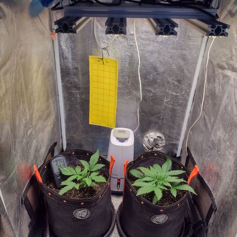 Lemonchello Haze #1 growlog photo: Yellow Trap addition, been seeing some bugs flying around... 👀