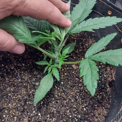 Lemonchello Haze #2 growlog timeline photo