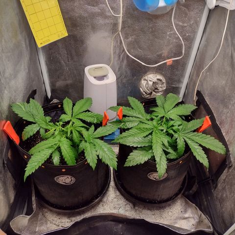 Lemonchello Haze #1 growlog timeline photo