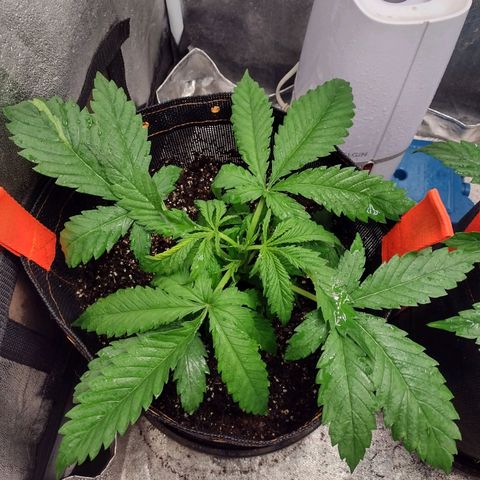 Lemonchello Haze #1 growlog timeline photo