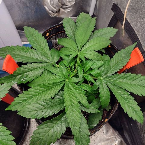 Lemonchello Haze #2 growlog timeline photo