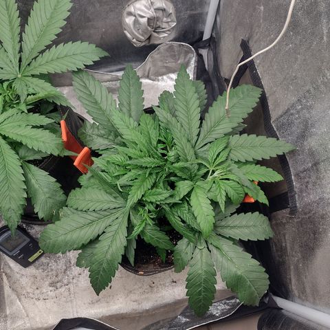 Lemonchello Haze #2 growlog timeline photo