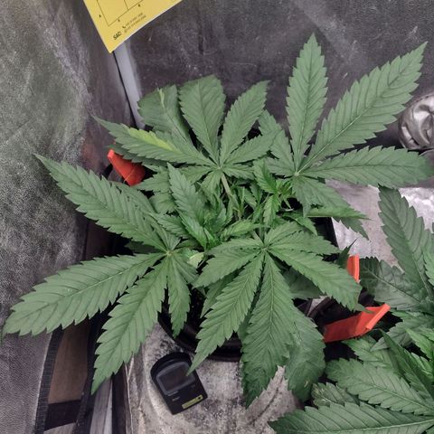 Lemonchello Haze #1 growlog timeline photo
