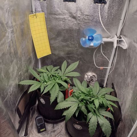 Lemonchello Haze #1 growlog timeline photo