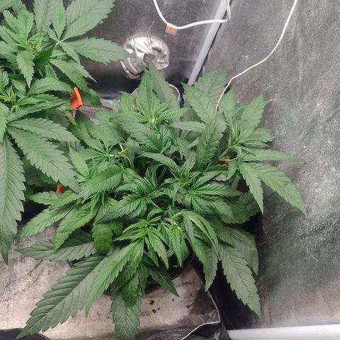 Lemonchello Haze #2 growlog timeline photo