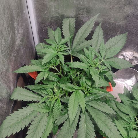 Lemonchello Haze #1 growlog timeline photo
