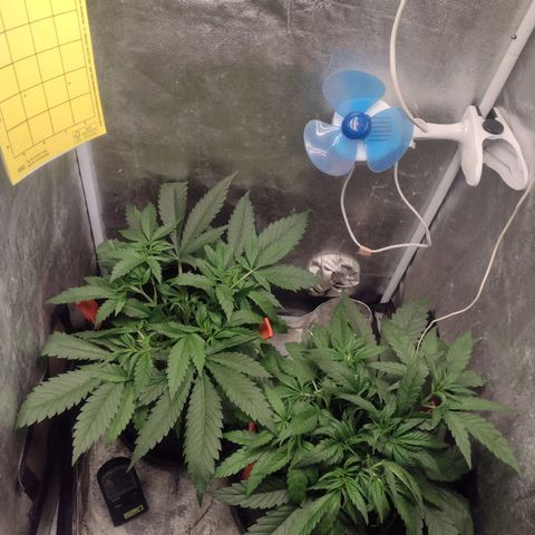 Lemonchello Haze #1 growlog timeline photo