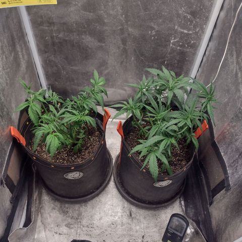 Lemonchello Haze #1 growlog photo: A little before and after defoliation, I'll give time to recover and in about 3 days we can start training them in LST fashion.