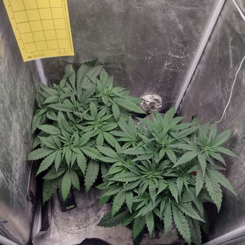 Lemonchello Haze #1 growlog photo: A little before and after defoliation, I'll give time to recover and in about 3 days we can start training them in LST fashion.