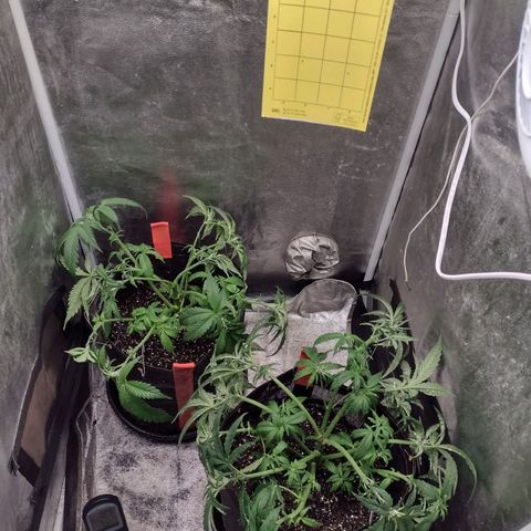 Lemonchello Haze #1 growlog photo: LST done, now we're ready for some action 😎