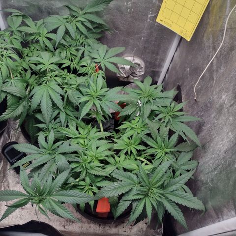 Lemonchello Haze #2 growlog timeline photo