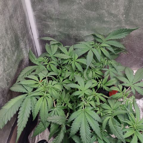 Lemonchello Haze #1 growlog timeline photo