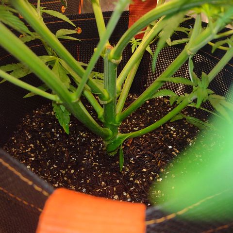 Lemonchello Haze #2 growlog timeline photo