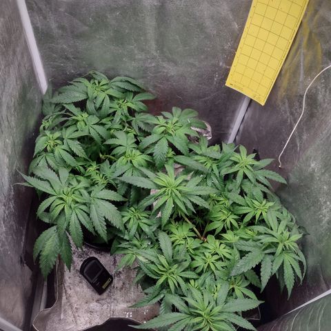 Lemonchello Haze #1 growlog timeline photo