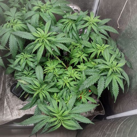 Lemonchello Haze #2 growlog timeline photo