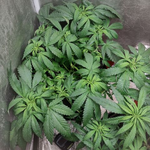 Lemonchello Haze #1 growlog timeline photo