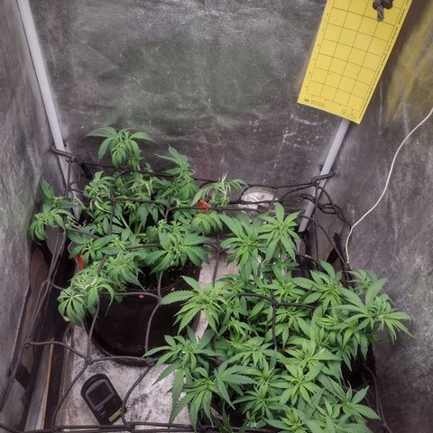 Lemonchello Haze #1 growlog timeline photo