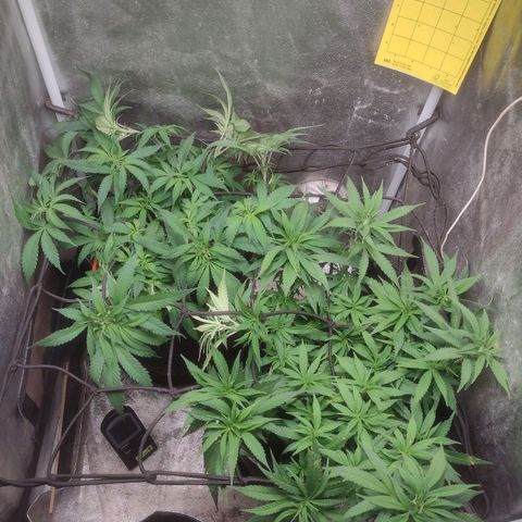 Lemonchello Haze #1 growlog timeline photo