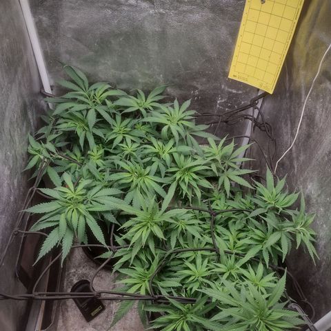 Lemonchello Haze #1 growlog timeline photo