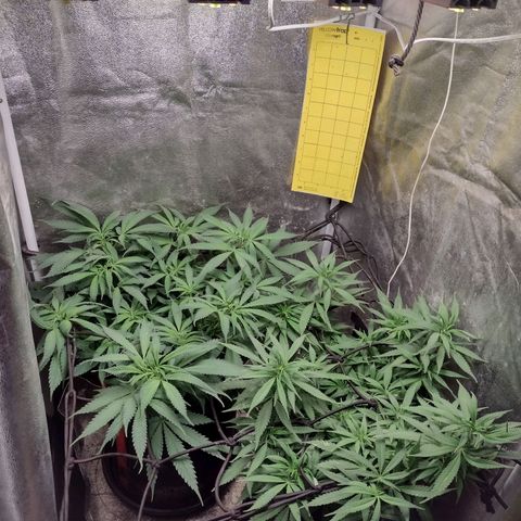 Lemonchello Haze #1 growlog timeline photo