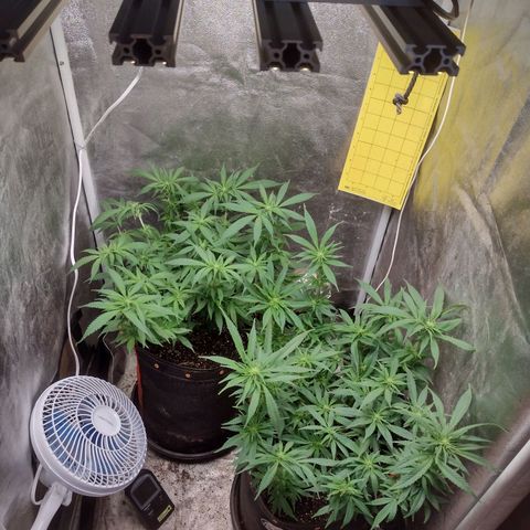 Lemonchello Haze #1 growlog timeline photo