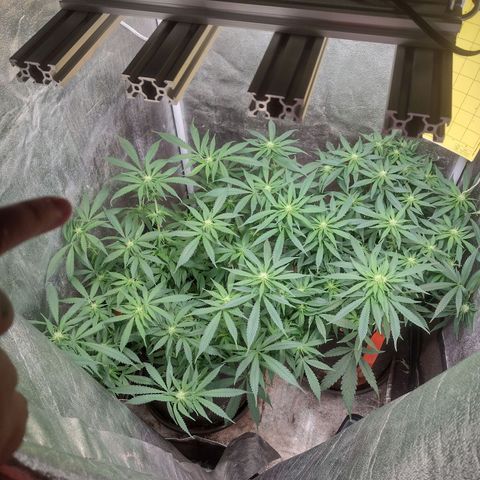 Lemonchello Haze #1 growlog timeline photo