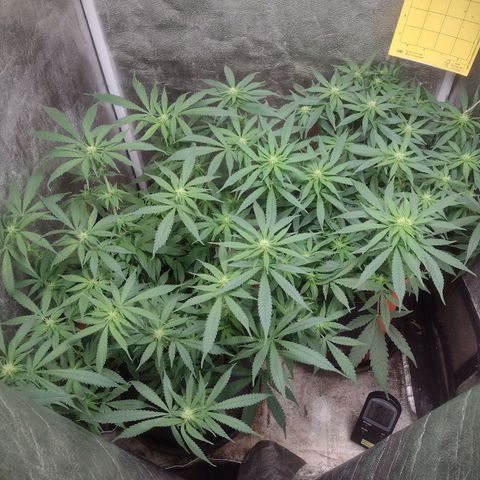 Lemonchello Haze #1 growlog timeline photo
