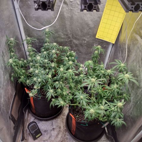 Lemonchello Haze #1 growlog timeline photo