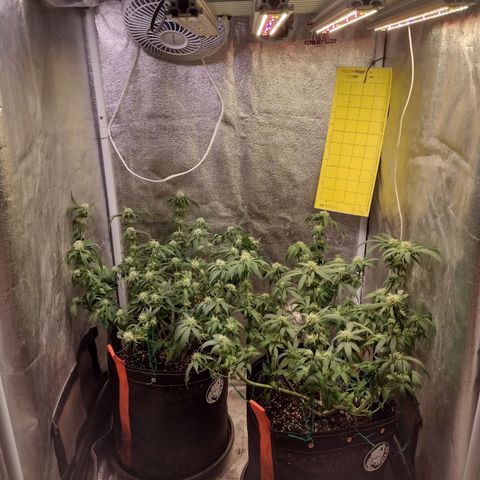 Lemonchello Haze #1 growlog timeline photo