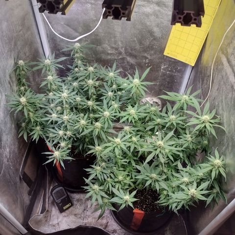 Lemonchello Haze #1 growlog timeline photo