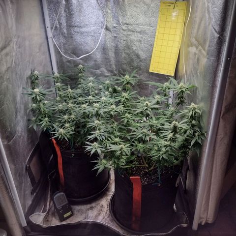 Lemonchello Haze #1 growlog timeline photo