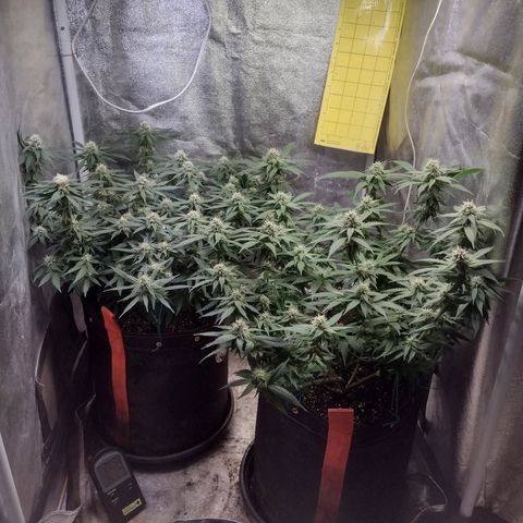 Lemonchello Haze #1 growlog timeline photo