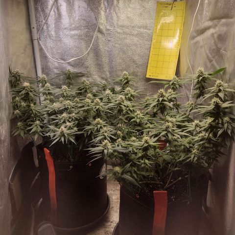 Lemonchello Haze #1 growlog timeline photo