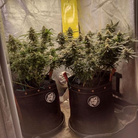 Lemonchello Haze #1 growlog timeline photo