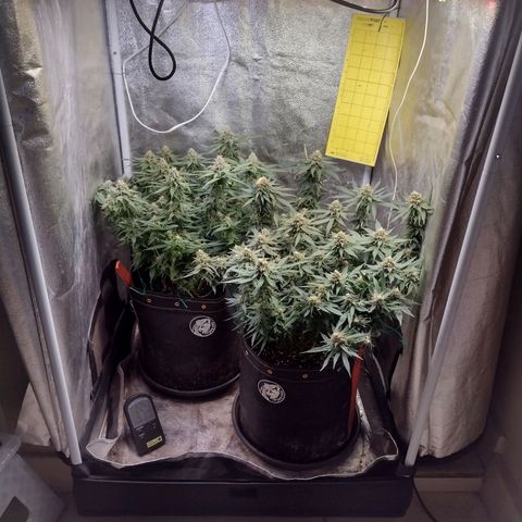 Lemonchello Haze #1 growlog timeline photo