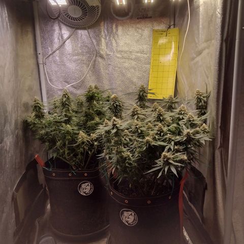 Lemonchello Haze #1 growlog timeline photo