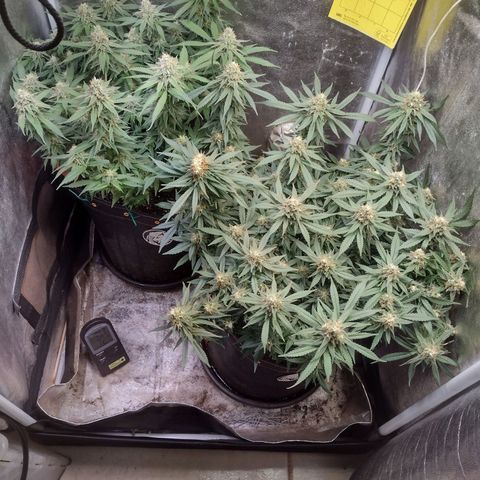 Lemonchello Haze #1 growlog timeline photo