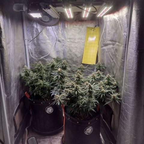 Lemonchello Haze #1 growlog timeline photo