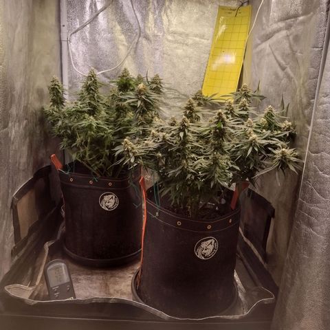 Lemonchello Haze #1 growlog timeline photo