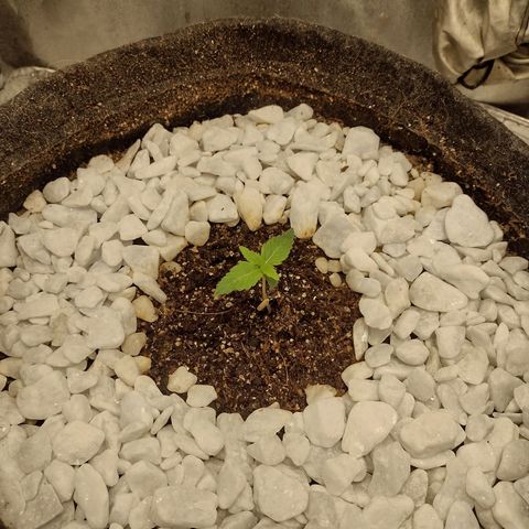 Bruce Banner growlog timeline photo