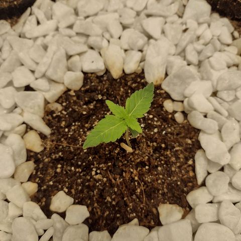 Bruce Banner growlog timeline photo