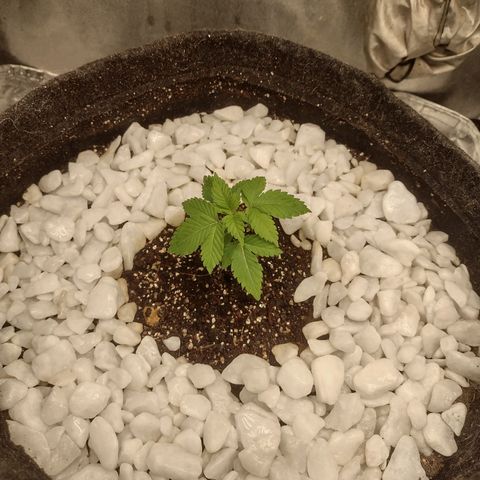 Bruce Banner growlog timeline photo