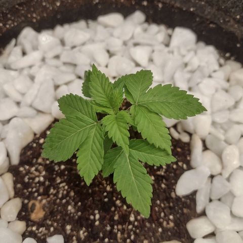 Bruce Banner growlog timeline photo