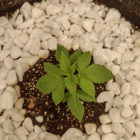 Bruce Banner growlog timeline photo