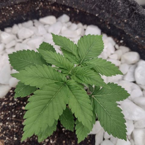 Bruce Banner growlog timeline photo