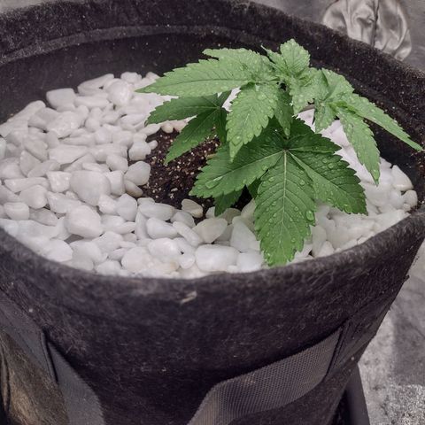 Bruce Banner growlog timeline photo
