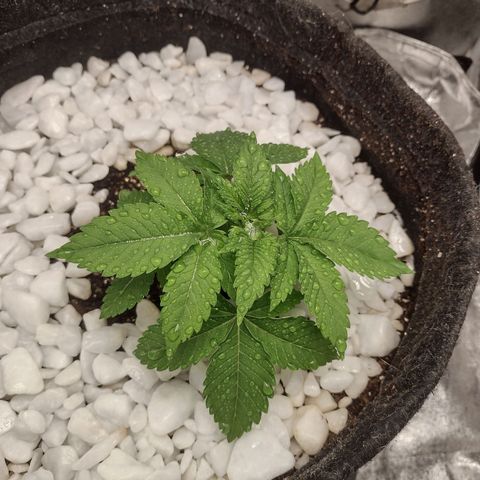 Bruce Banner growlog timeline photo