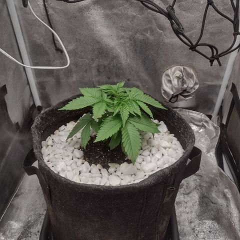 Bruce Banner growlog timeline photo