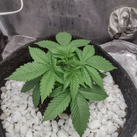 Bruce Banner growlog timeline photo